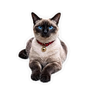 Pointer cursor